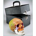 Denoyer-Geppert Anatomical Model, Prem Painted Teaching Skull w/Case SK80PC